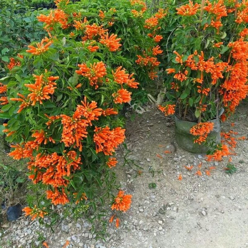 凌霄花树长廊景区绿化造景花期长庭院种植线上包邮