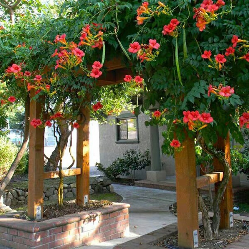 凌霄花树长廊景区绿化造景花期长庭院种植线上包邮