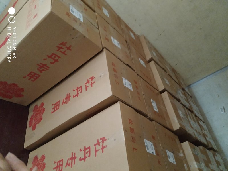 春节盆栽催花牡丹开花牡丹礼品牡丹