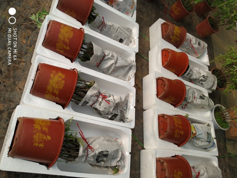 春节盆栽催花牡丹开花牡丹礼品牡丹