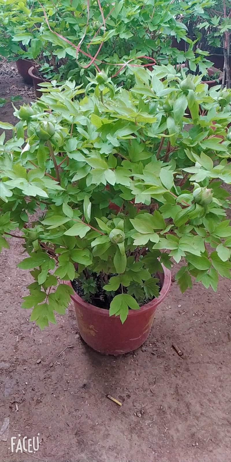 春节盆栽催花牡丹开花牡丹礼品牡丹