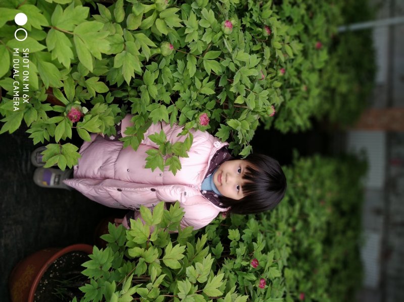 春节盆栽催花牡丹开花牡丹礼品牡丹