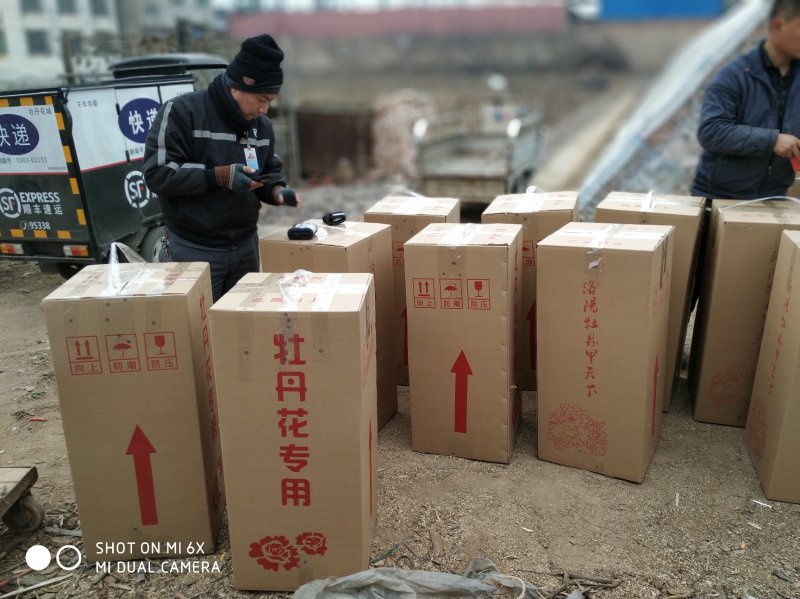 春节盆栽催花牡丹开花牡丹礼品牡丹