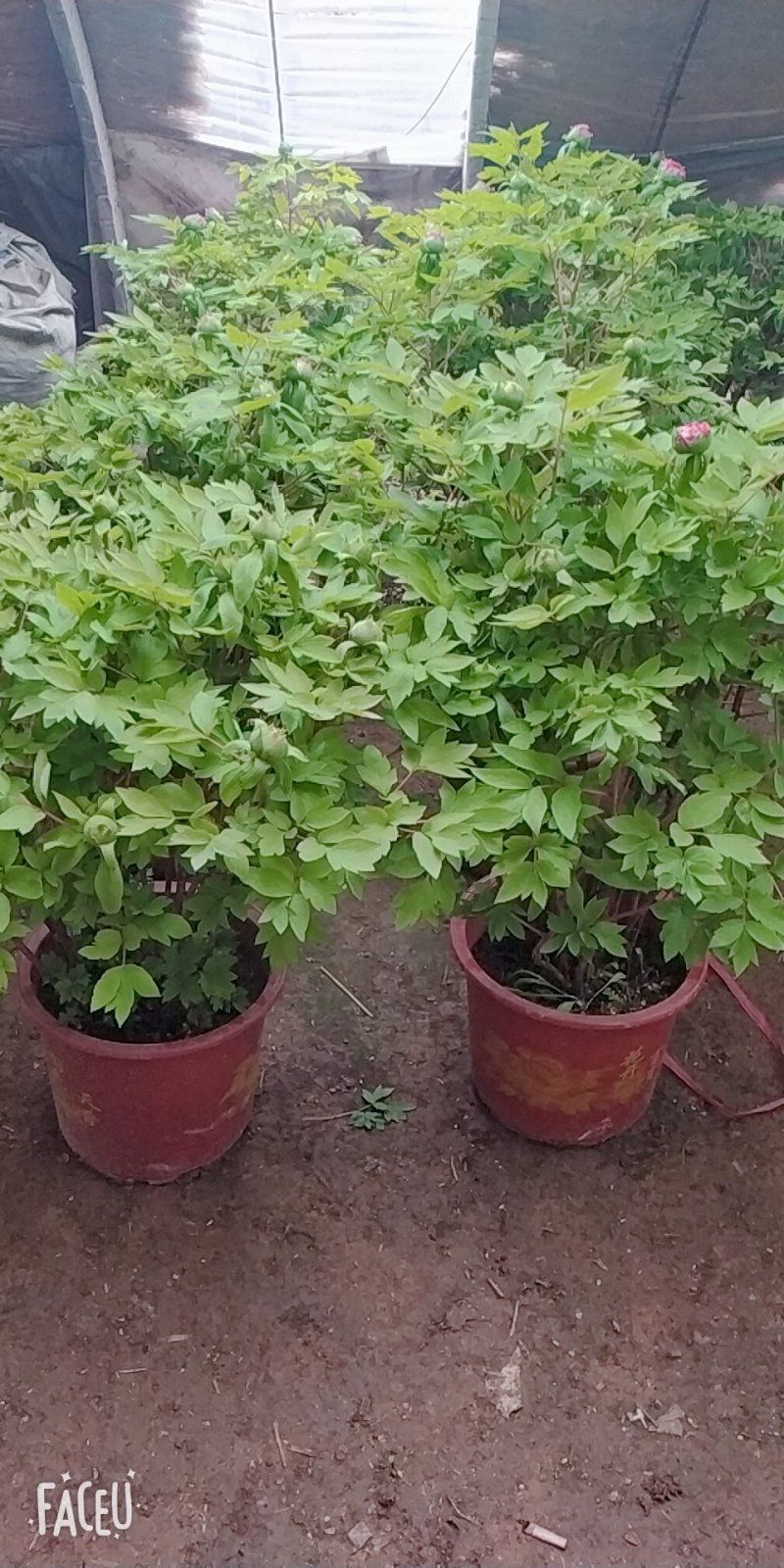 春节盆栽催花牡丹开花牡丹礼品牡丹
