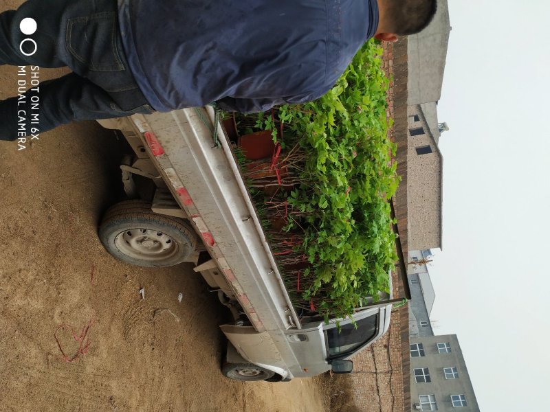 春节盆栽催花牡丹开花牡丹礼品牡丹
