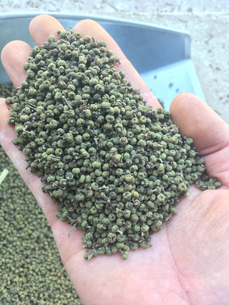 广西中花吴茱萸青果，圆颗