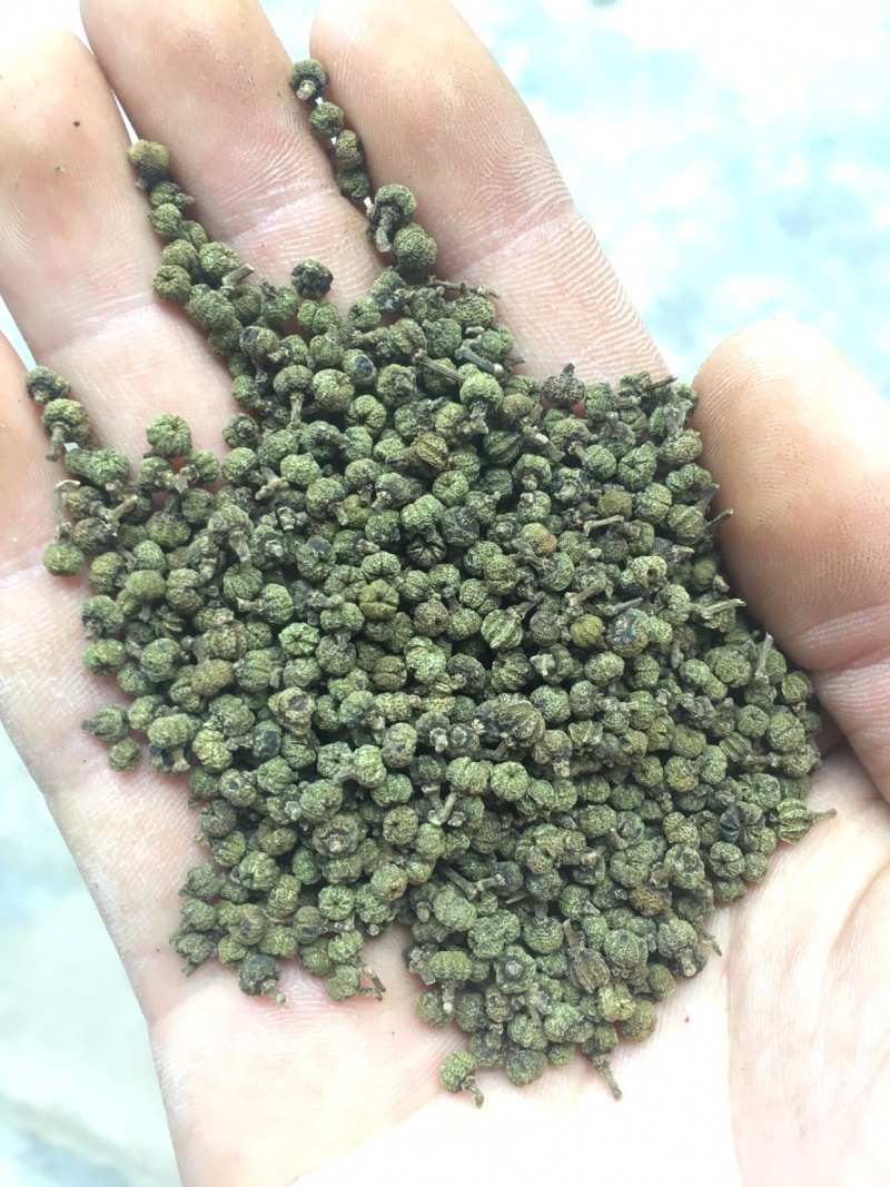 广西中花吴茱萸青果，圆颗