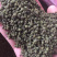 广西中花吴茱萸青果，圆颗