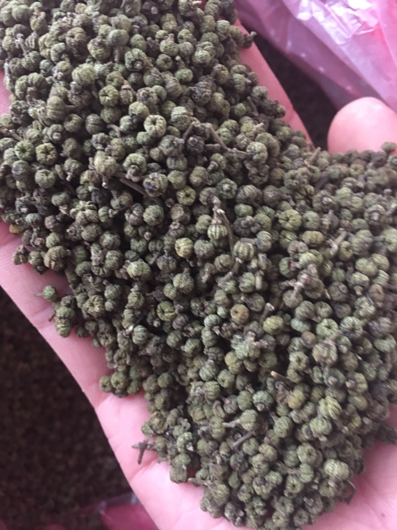广西中花吴茱萸青果，圆颗