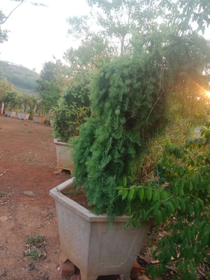 蓑衣油杉，紫薇，香樟，清香木低价出售！