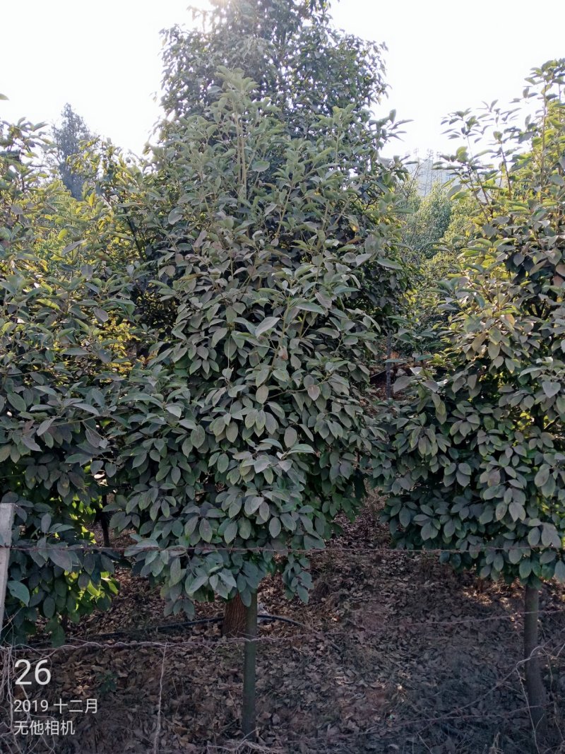 蓑衣油杉，紫薇，香樟，清香木低价出售！