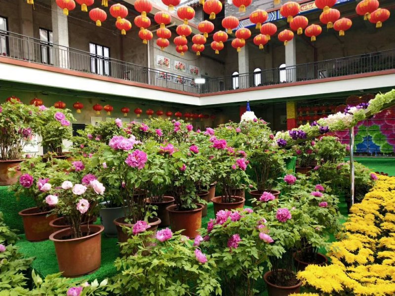 春节盆栽催花牡丹开花牡丹礼品牡丹