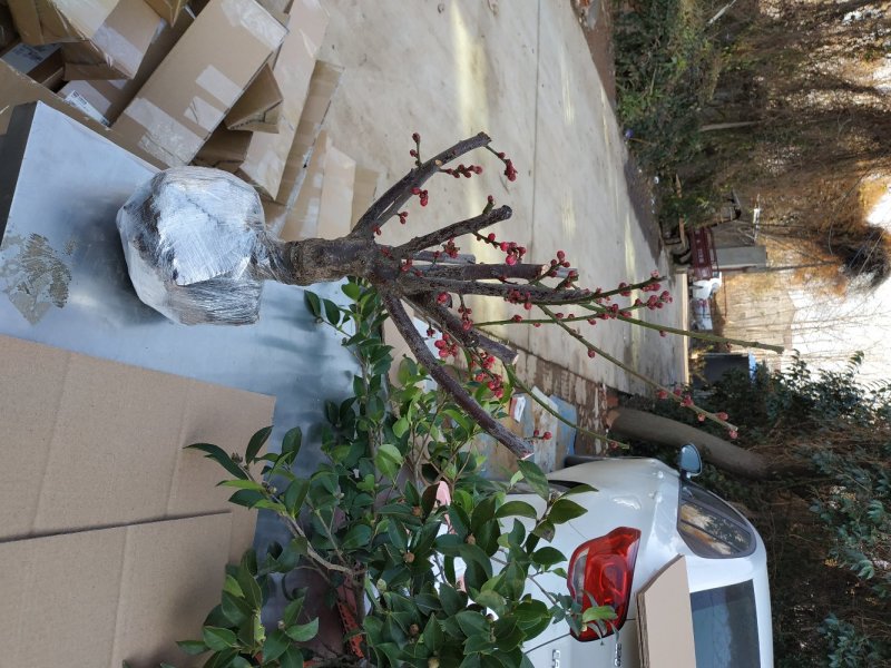 梅花红梅嫁接树苗地栽盆栽花红梅树桩规格齐全