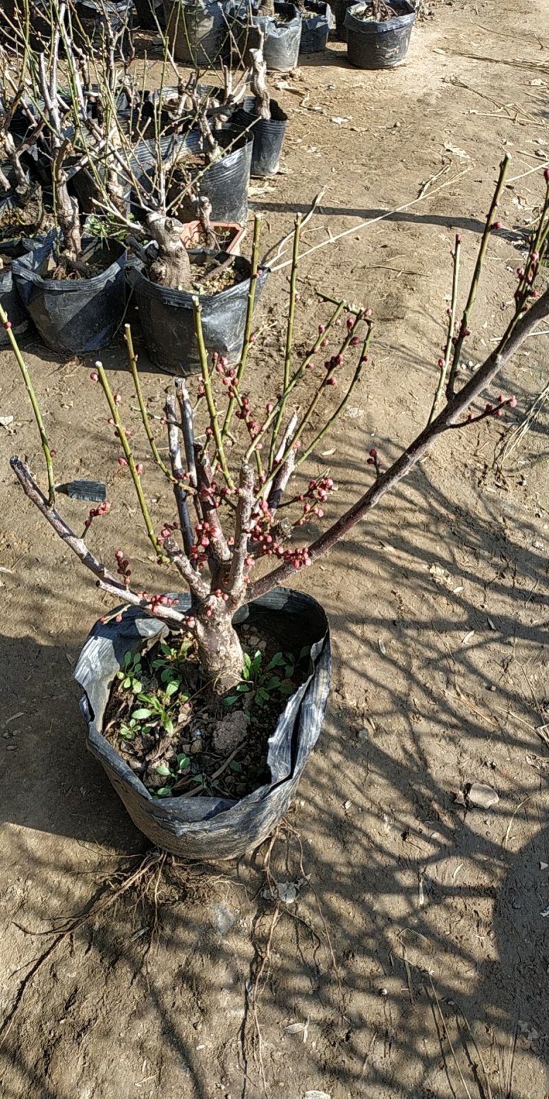 梅花红梅嫁接树苗地栽盆栽花红梅树桩规格齐全