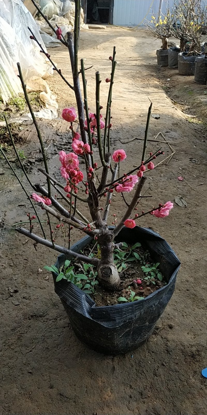 红梅树桩嫁接梅花盆栽地栽庭院阳台种植