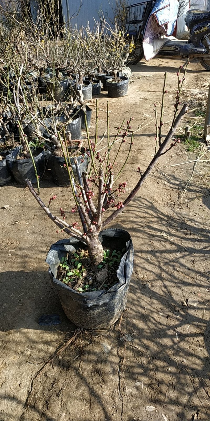 红梅树桩嫁接梅花盆栽地栽庭院阳台种植