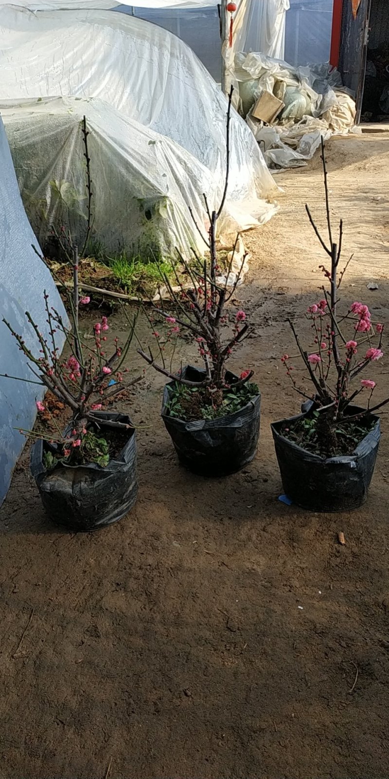 红梅树桩嫁接梅花盆栽地栽庭院阳台种植