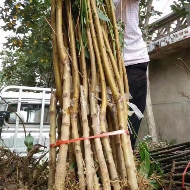 桃树苗水密黄桃-蟠桃-黑桃-冬桃-血桃-可签合同假一陪万
