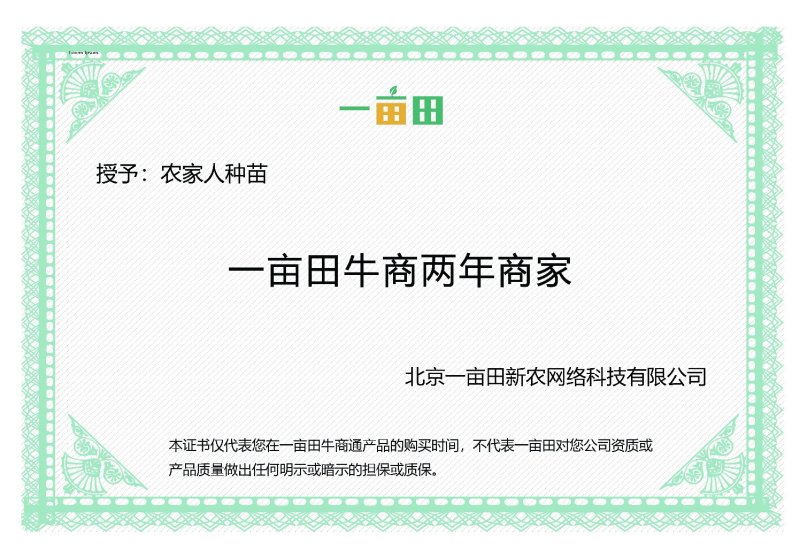 江西中花吴茱萸苗吴茱萸种苗茶辣臭辣子漆辣子树衣子树苗