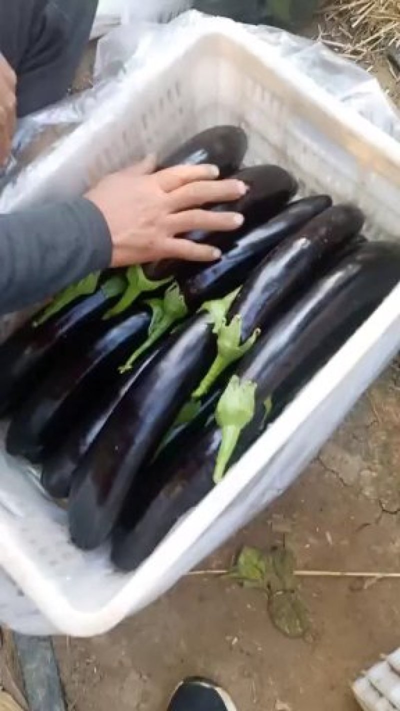长征三号精品长茄质量好价格随市场波动
