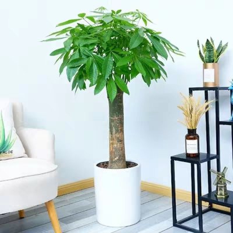 步步高发财树盆栽客厅大颗型树桩植物绿植办公室绿化开业乔迁