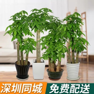 步步高发财树盆栽客厅大颗型树桩植物绿植办公室绿化开业乔迁