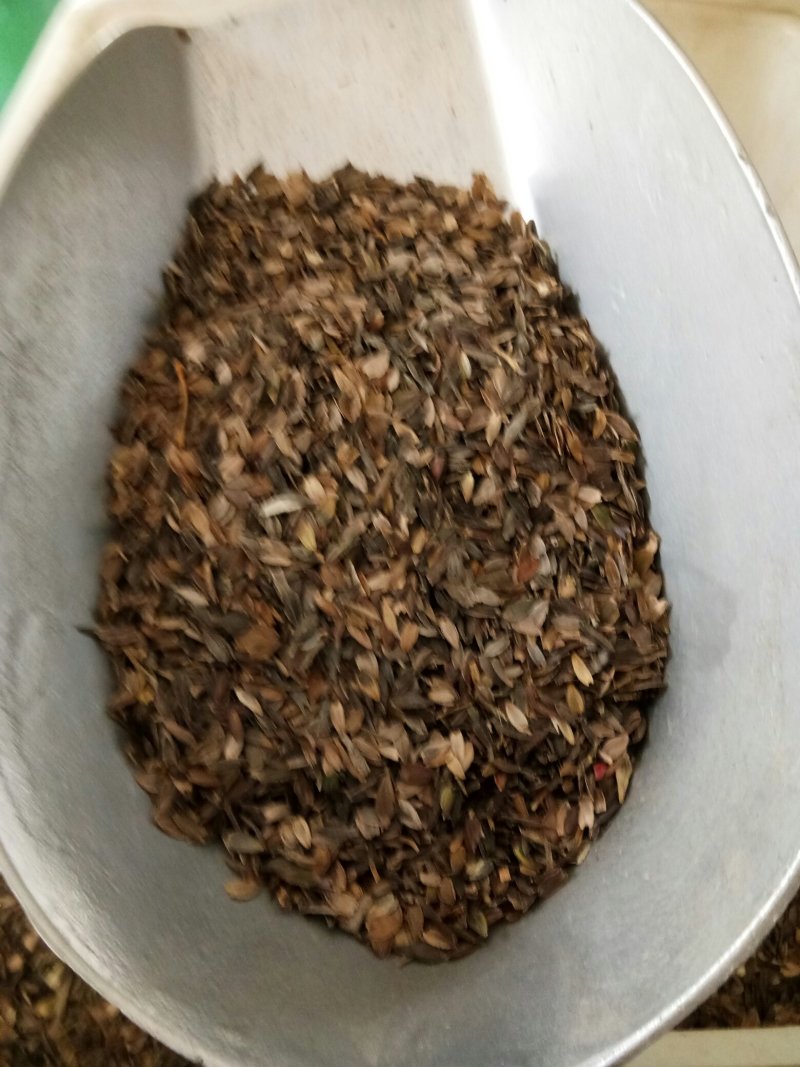 波斯菊种子格桑花种子花卉种子四季播种10斤/亩