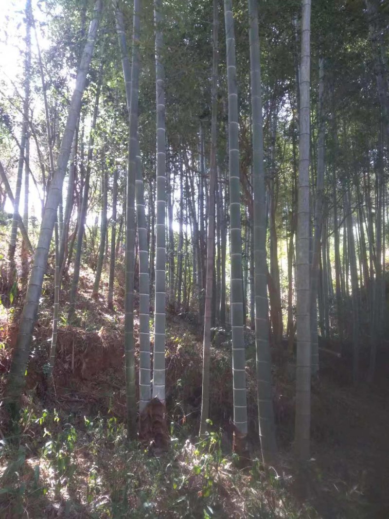 毛竹