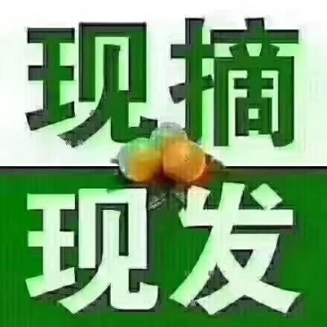 资中塔罗科血橙