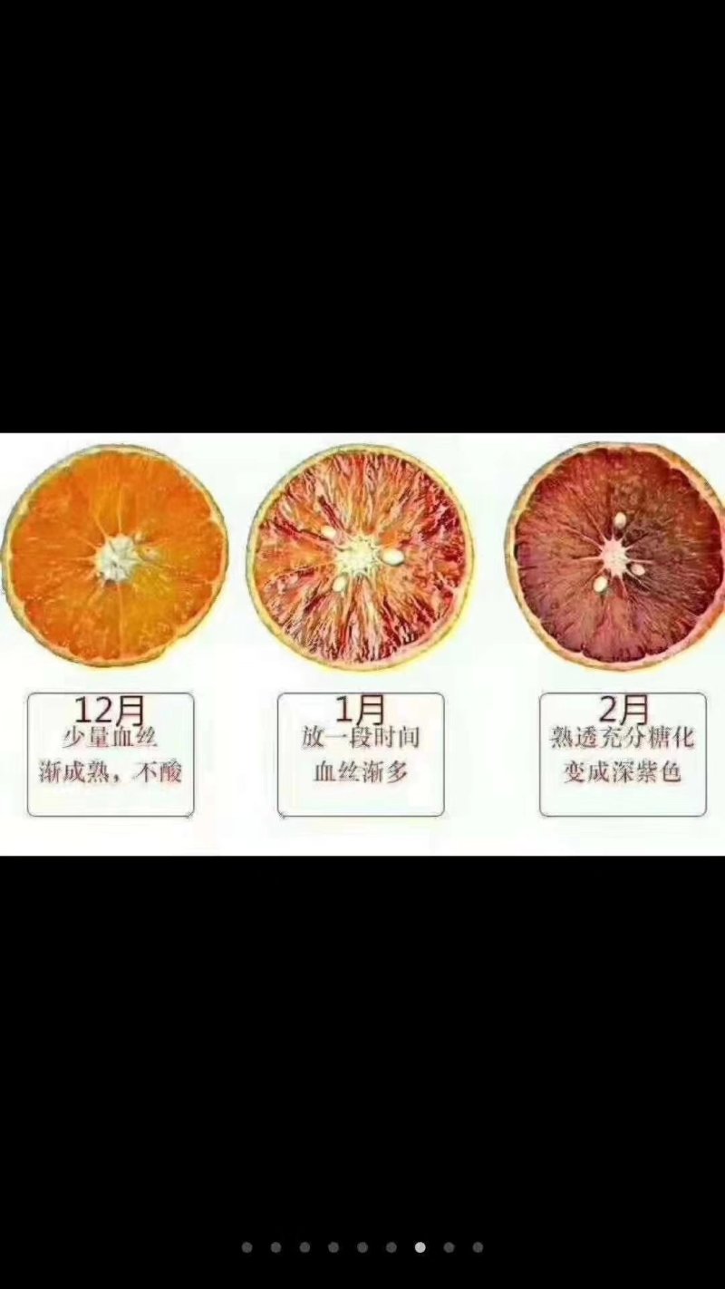 资中塔罗科血橙