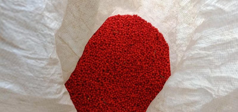 草珊瑚种子，发芽率高，小籽2020年鲜货，可全国发货