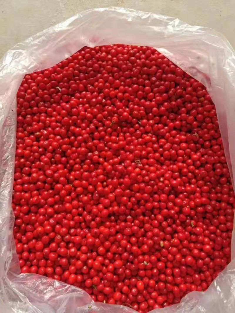 草珊瑚种子，发芽率高，小籽2020年鲜货，可全国发货