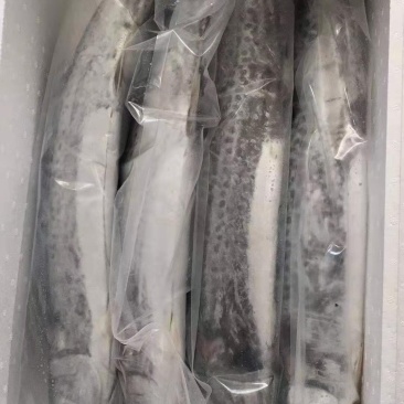 燕鲅鱼