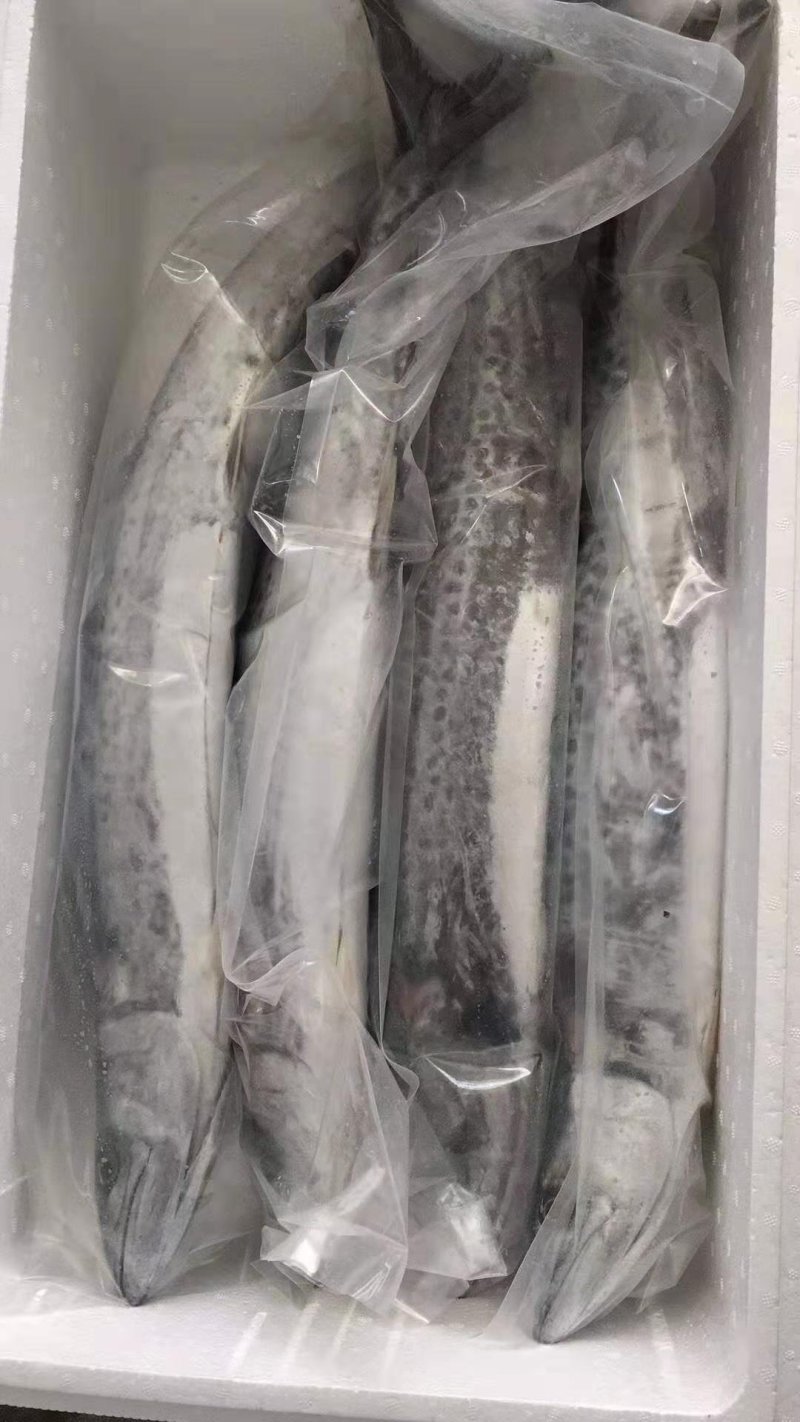 燕鲅鱼