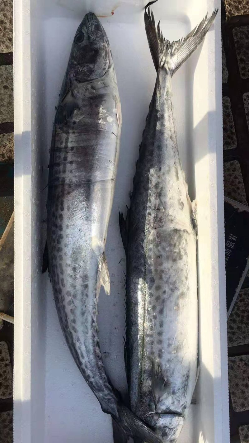 燕鲅鱼