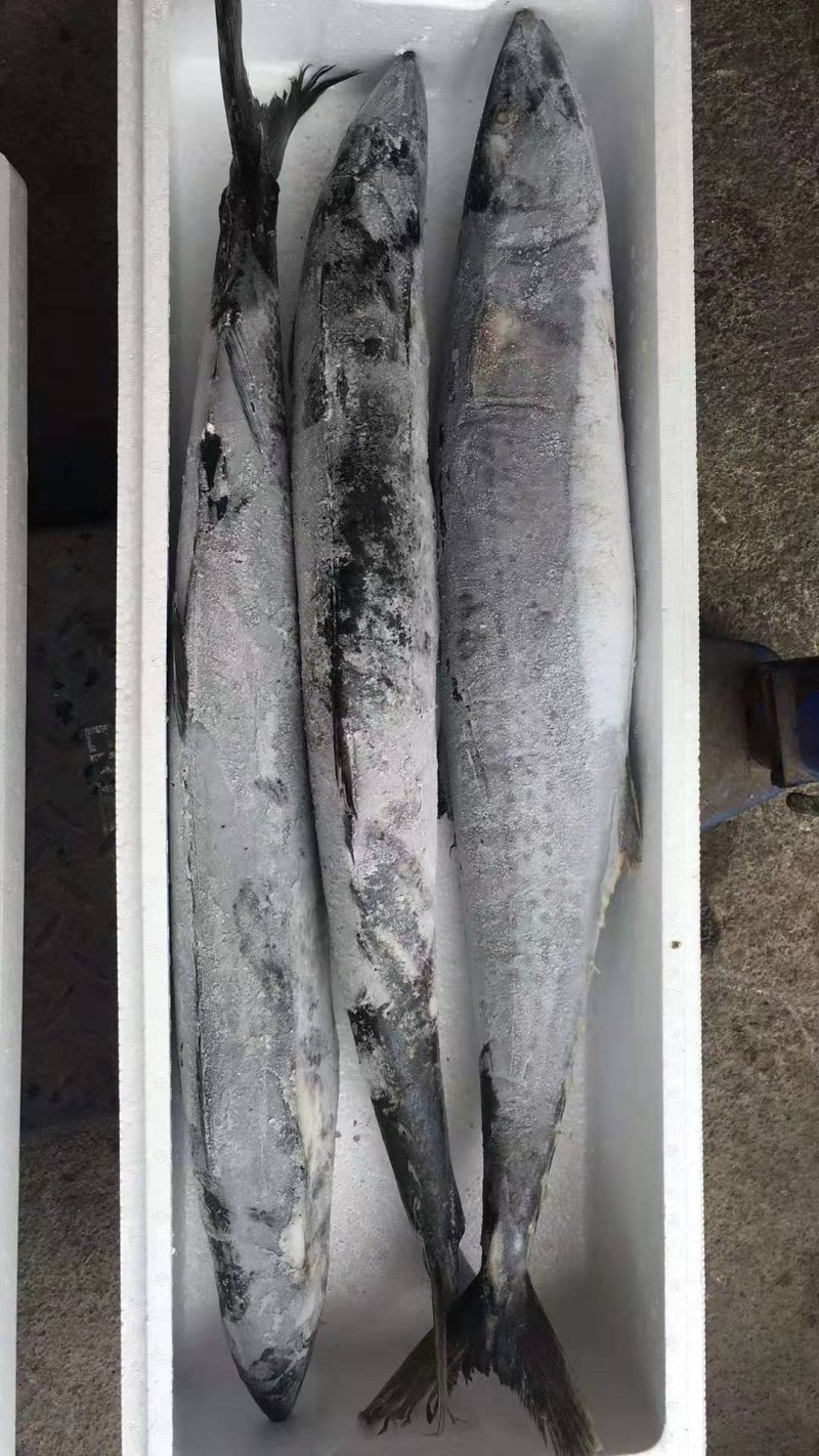 燕鲅鱼