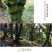 云南石斛霍山铁皮石斛野生铁皮枫斗铁皮枫斗野生石斛铁皮干石