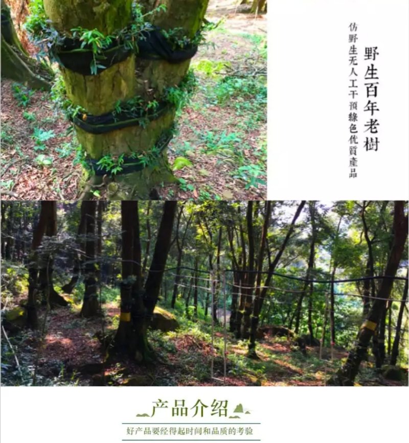 云南石斛霍山铁皮石斛野生铁皮枫斗铁皮枫斗野生石斛铁皮干石