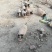 五香猪
