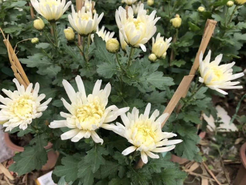 白云花都切花鲜花菊花插花2022年广州花市花材多头多色