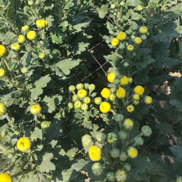 白云花都切花鲜花菊花插花2022年广州花市花材多头多色