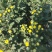 白云花都切花鲜花菊花插花2022年广州花市花材多头多色