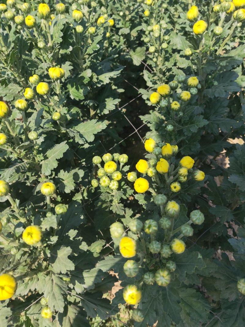 白云花都切花鲜花菊花插花2022年广州花市花材多头多色