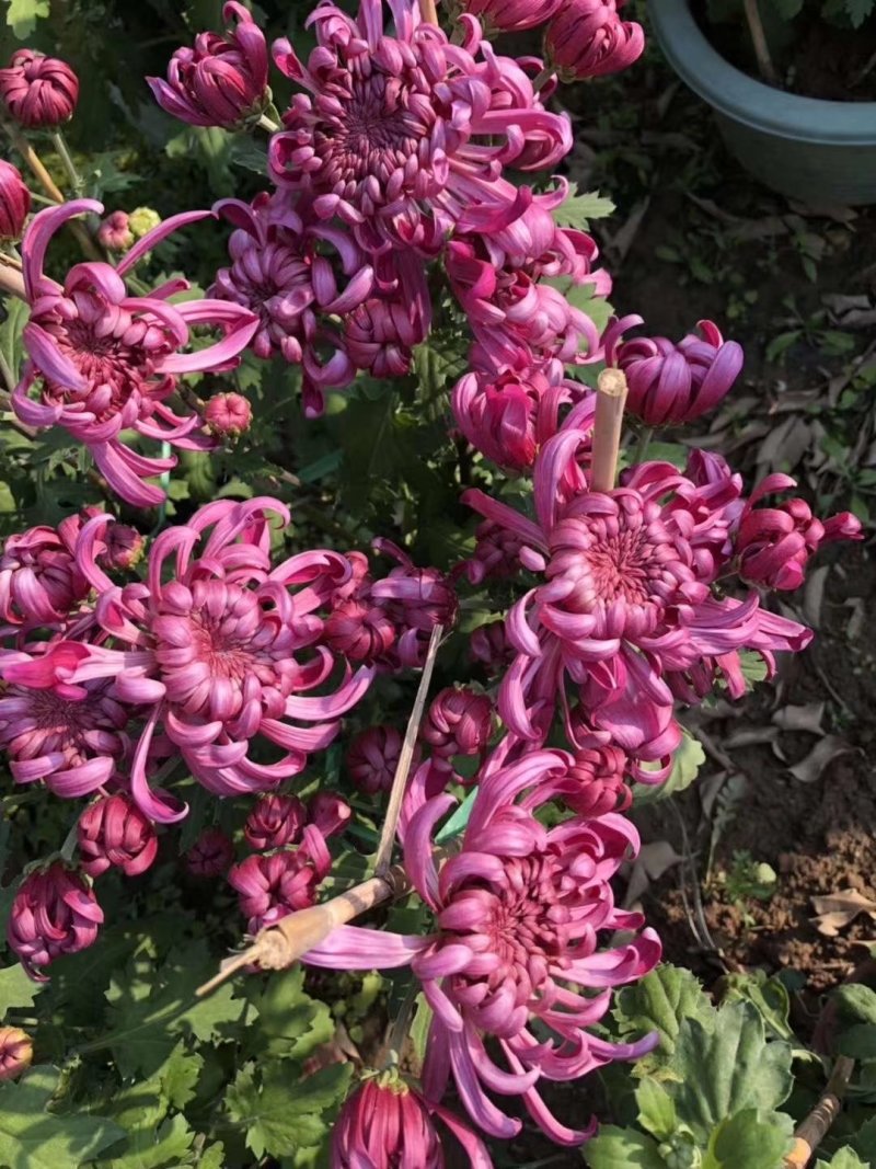 白云花都切花鲜花菊花插花2022年广州花市花材多头多色