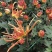 白云花都切花鲜花菊花插花2022年广州花市花材多头多色