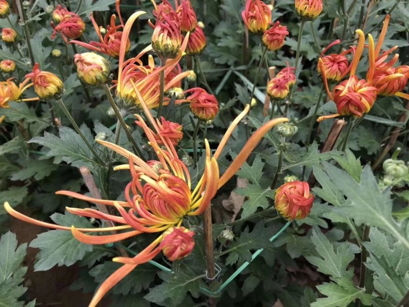 白云花都切花鲜花菊花插花2022年广州花市花材多头多色