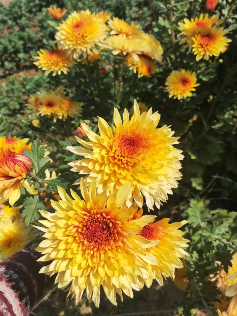 白云花都切花鲜花菊花插花2022年广州花市花材多头多色