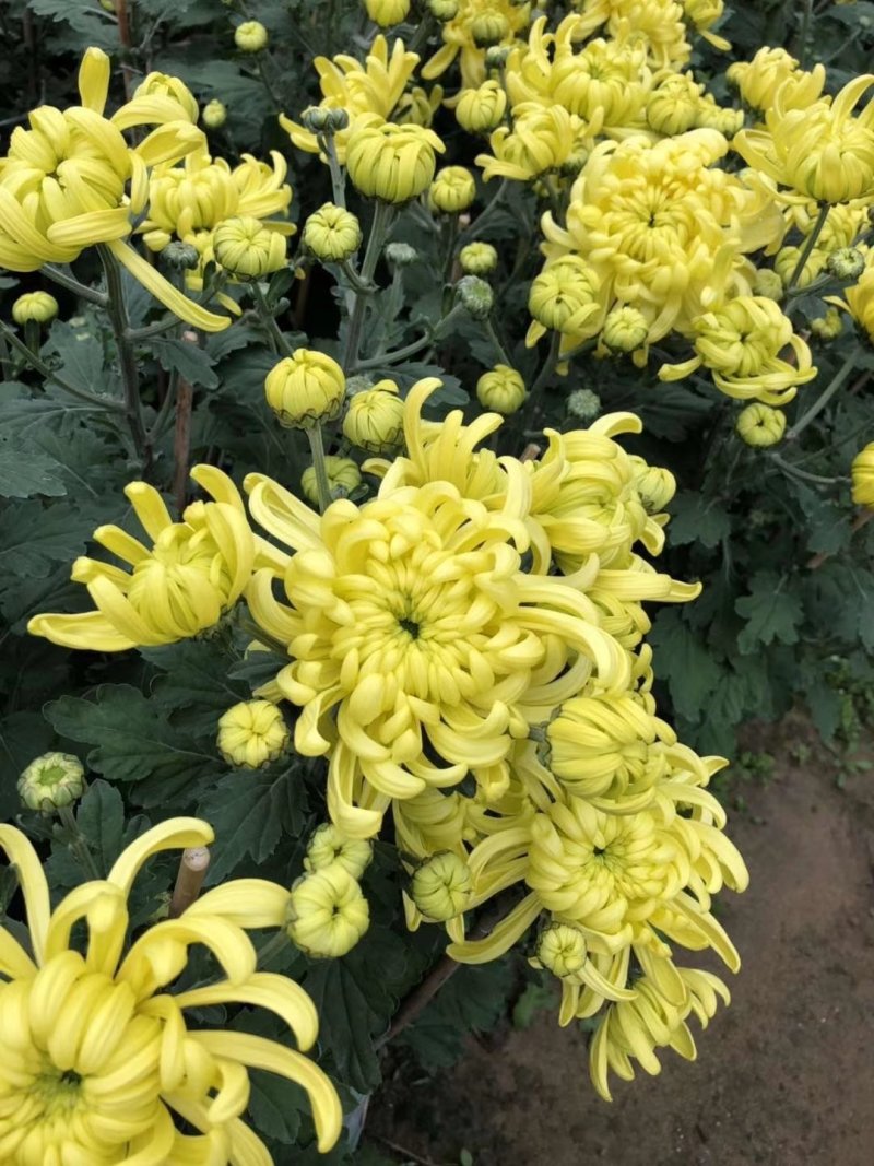 白云花都切花鲜花菊花插花2022年广州花市花材多头多色