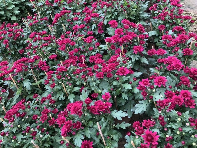 白云花都切花鲜花菊花插花2022年广州花市花材多头多色
