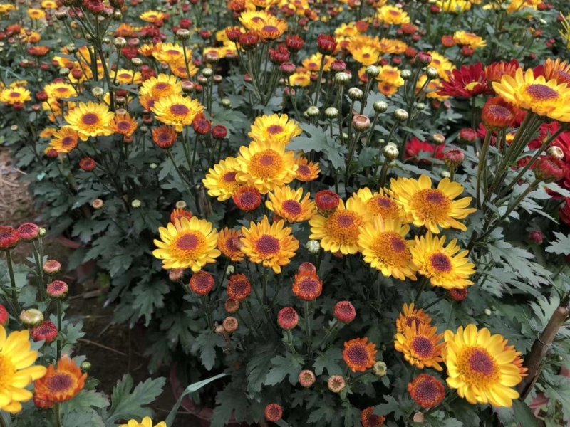 白云花都切花鲜花菊花插花2022年广州花市花材多头多色
